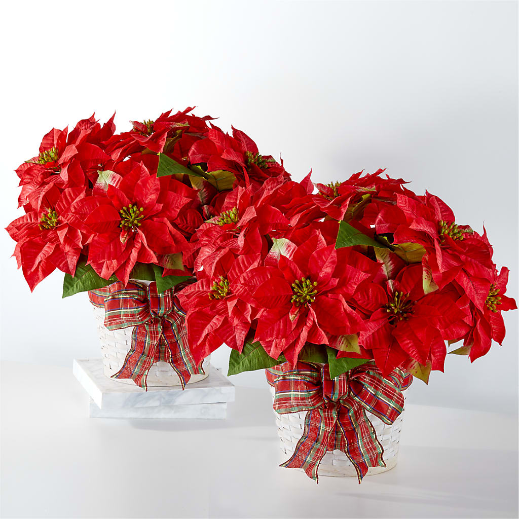 Happiest Holidays Poinsettia Bundle – Amour Florist, Belford NJ