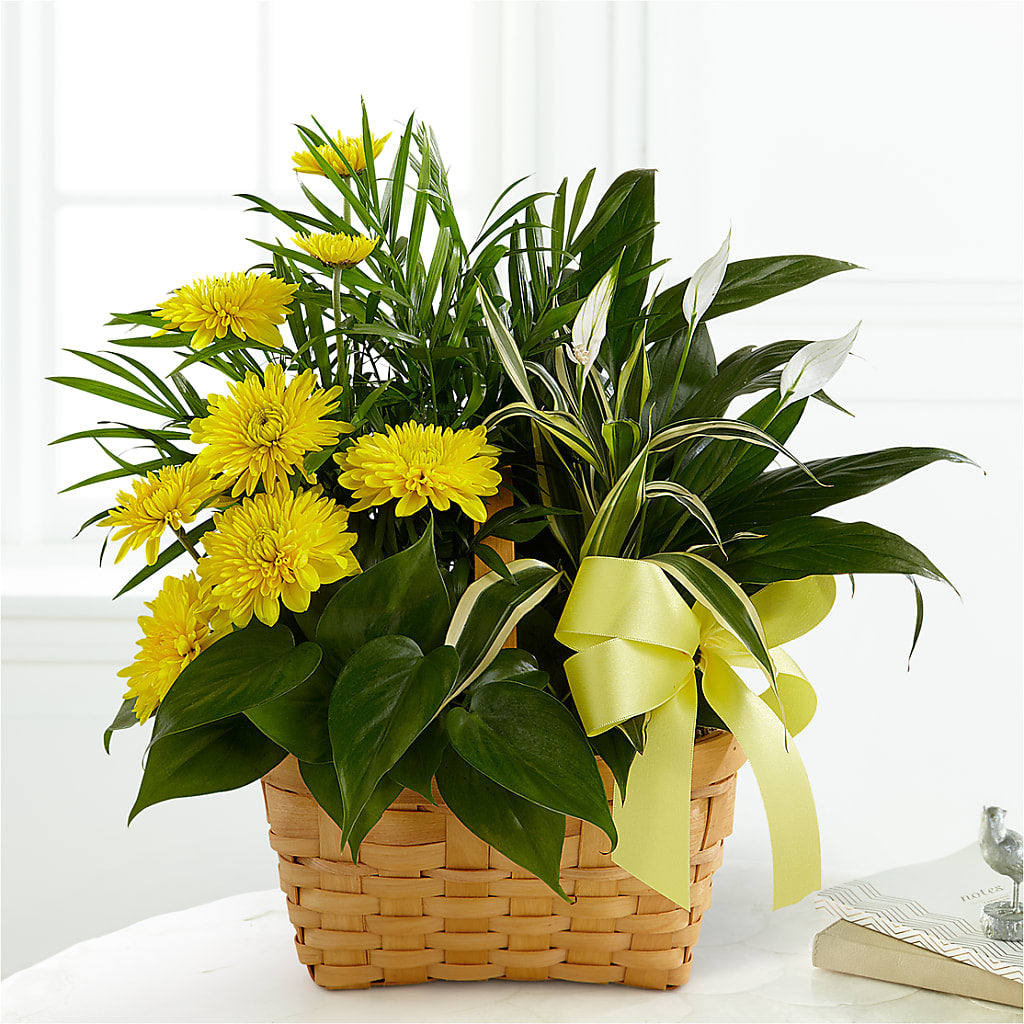 Loving Light Dishgarden – Amour Florist, Belford NJ