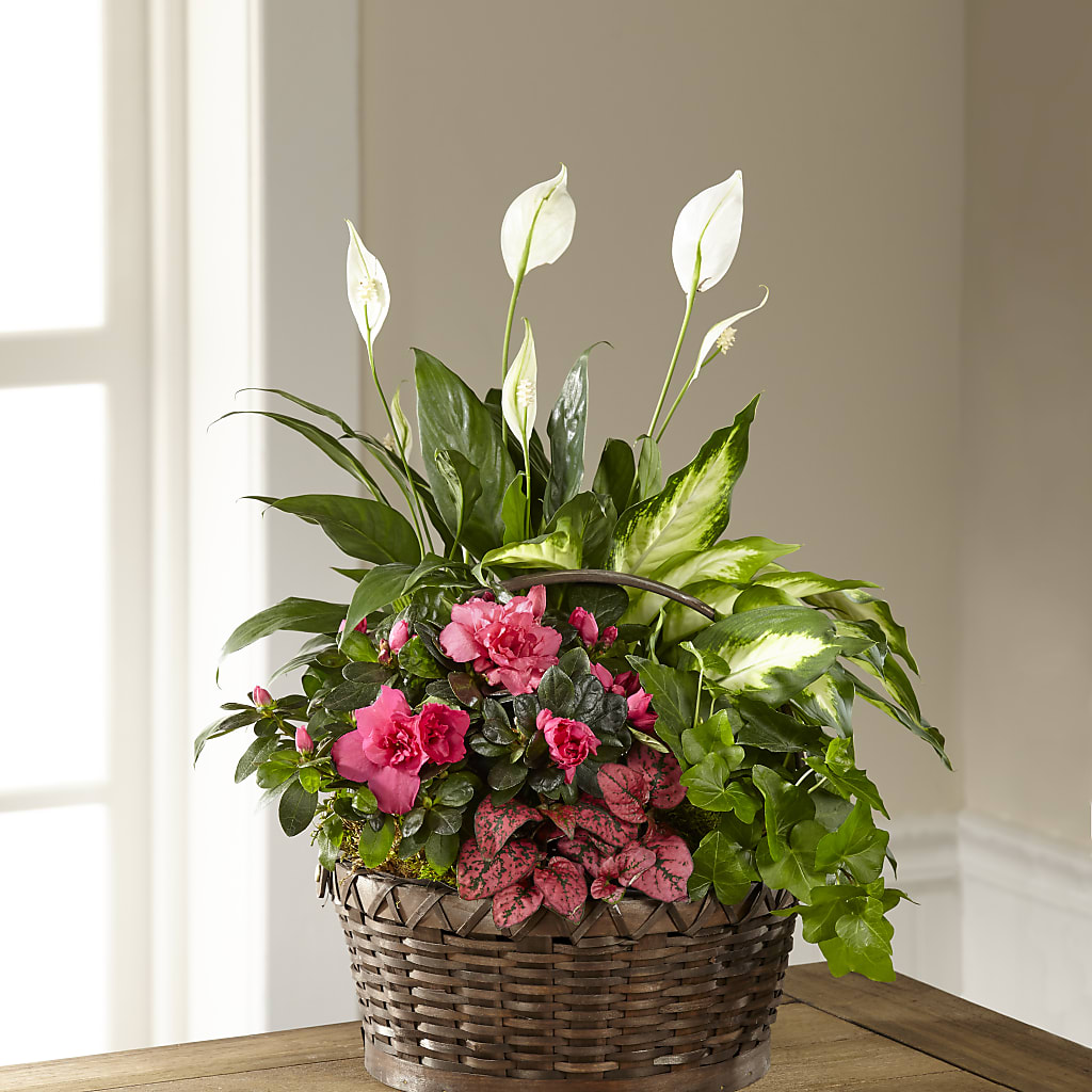 Dream in Pink Dishgarden – Amour Florist, Belford NJ