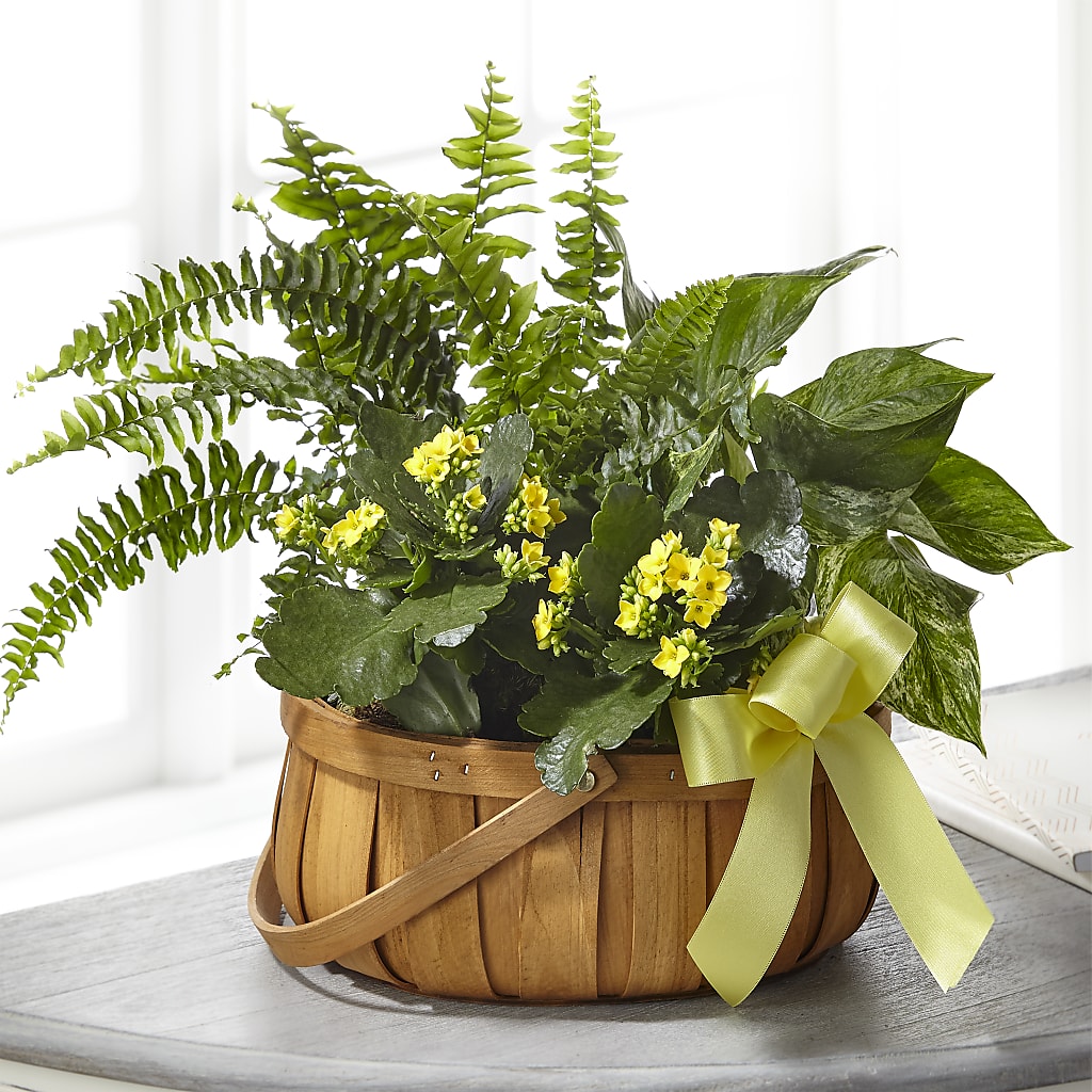Always Dear Dishgarden – Amour Florist, Belford NJ