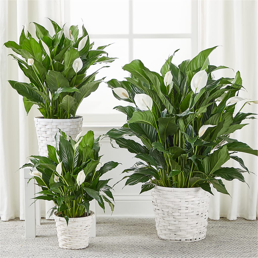 A New Leaf Peace Lily – Amour Florist, Belford NJ