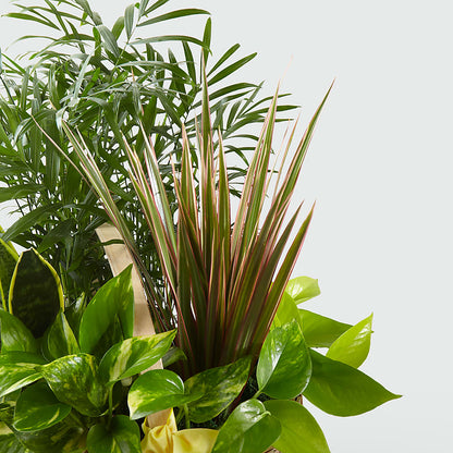 French Garden –  Amour Florist, Belford NJ