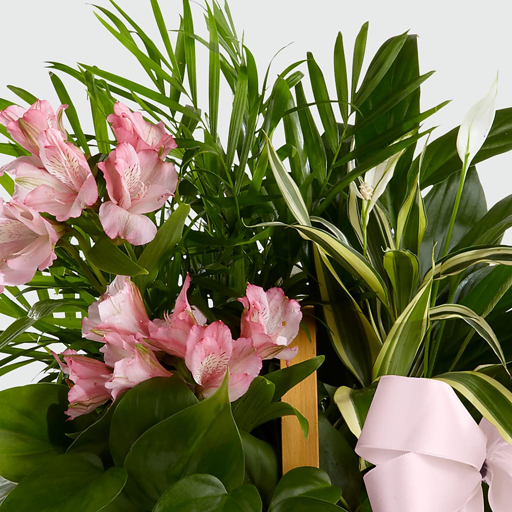 Living Spirit Dishgarden –  Amour Florist, Belford NJ