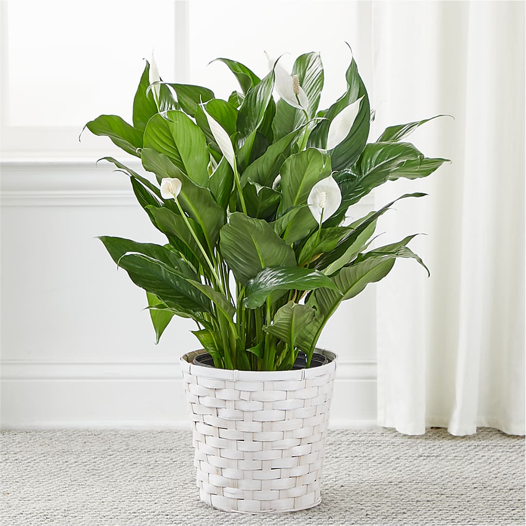 A New Leaf Peace Lily –  Amour Florist, Belford NJ